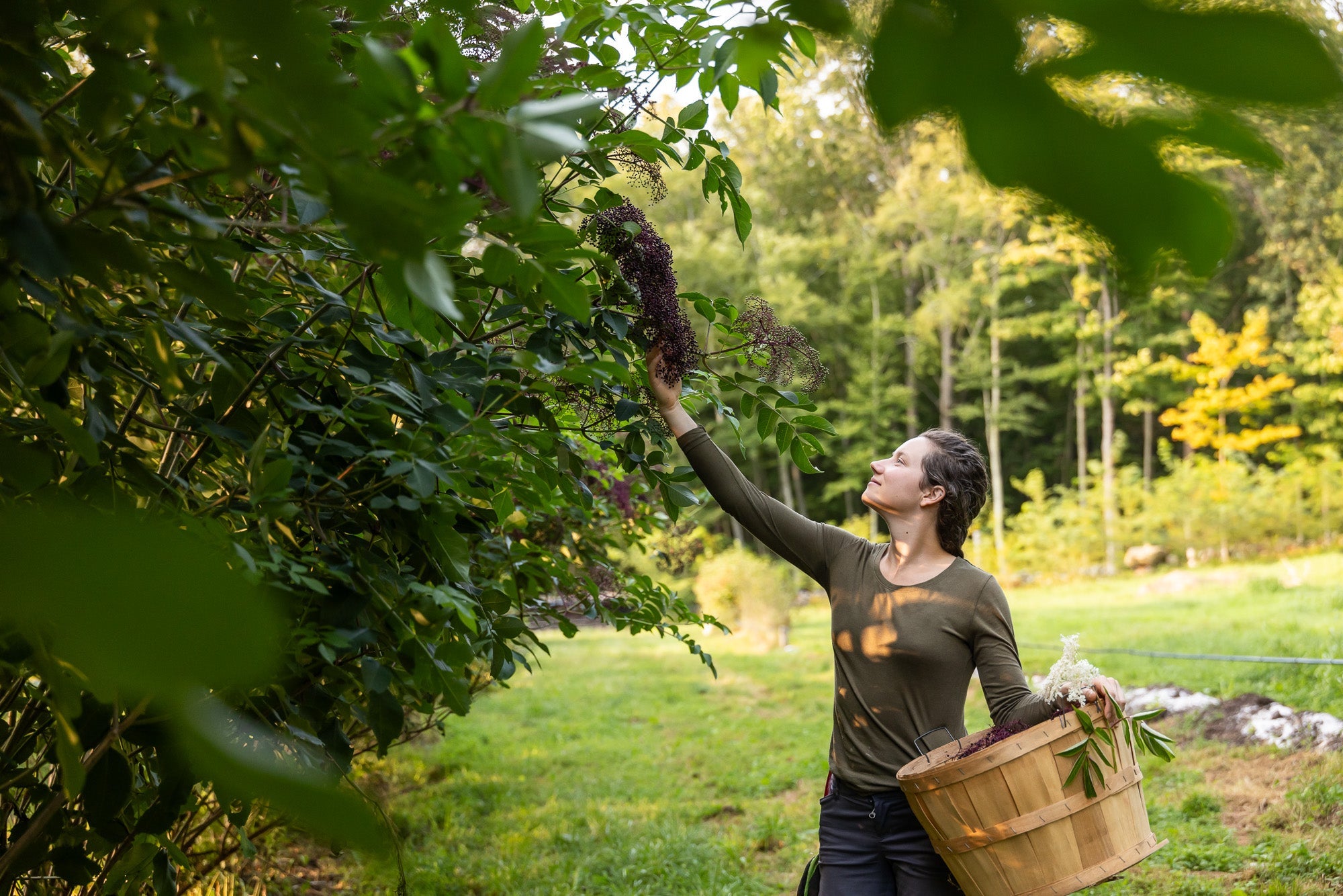 Elderberry Harvest 2025