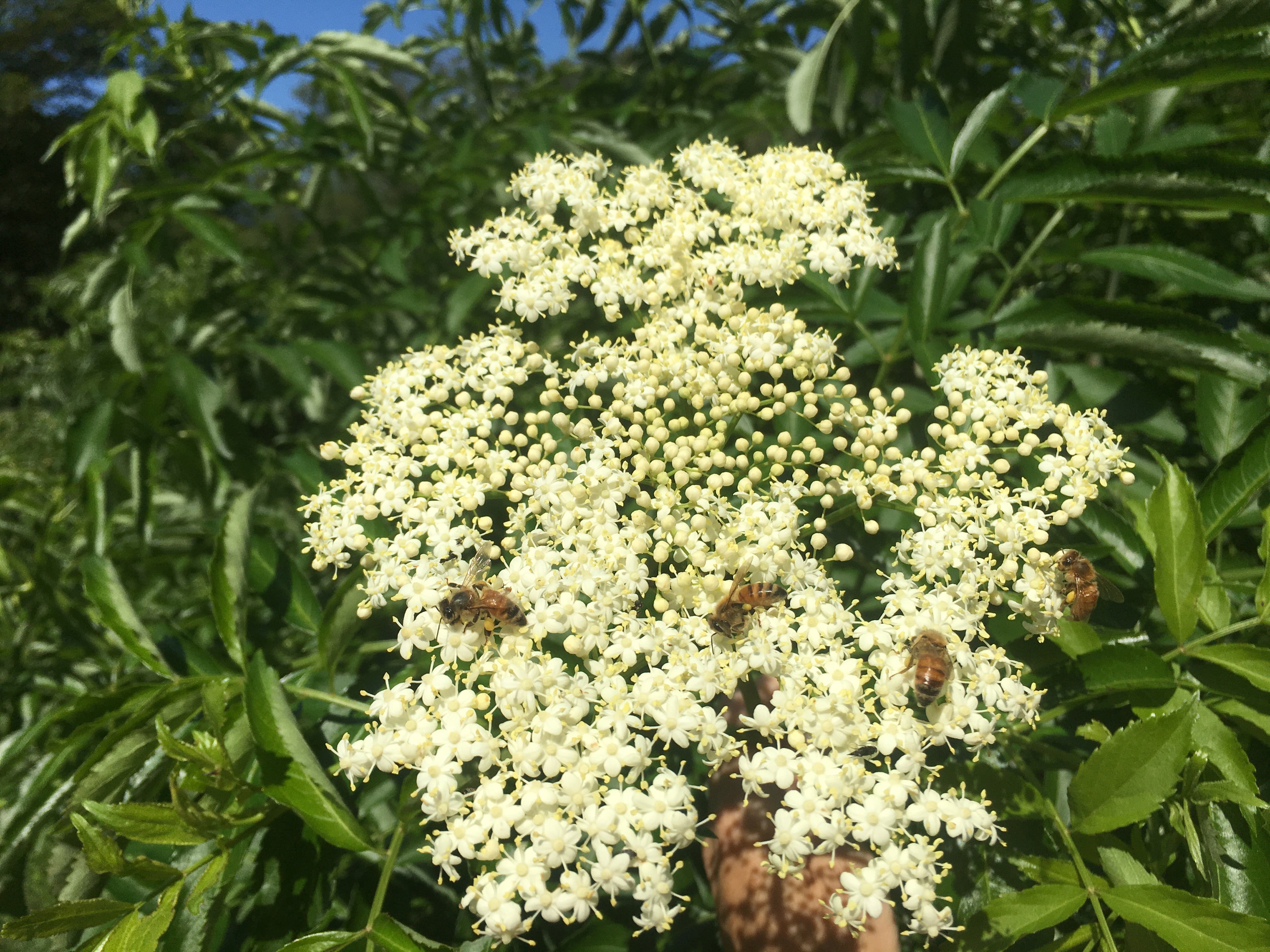 Elderberry Lore: Part 2 of Everything You Wanted to Know about Sambucus But Were Afraid To Ask