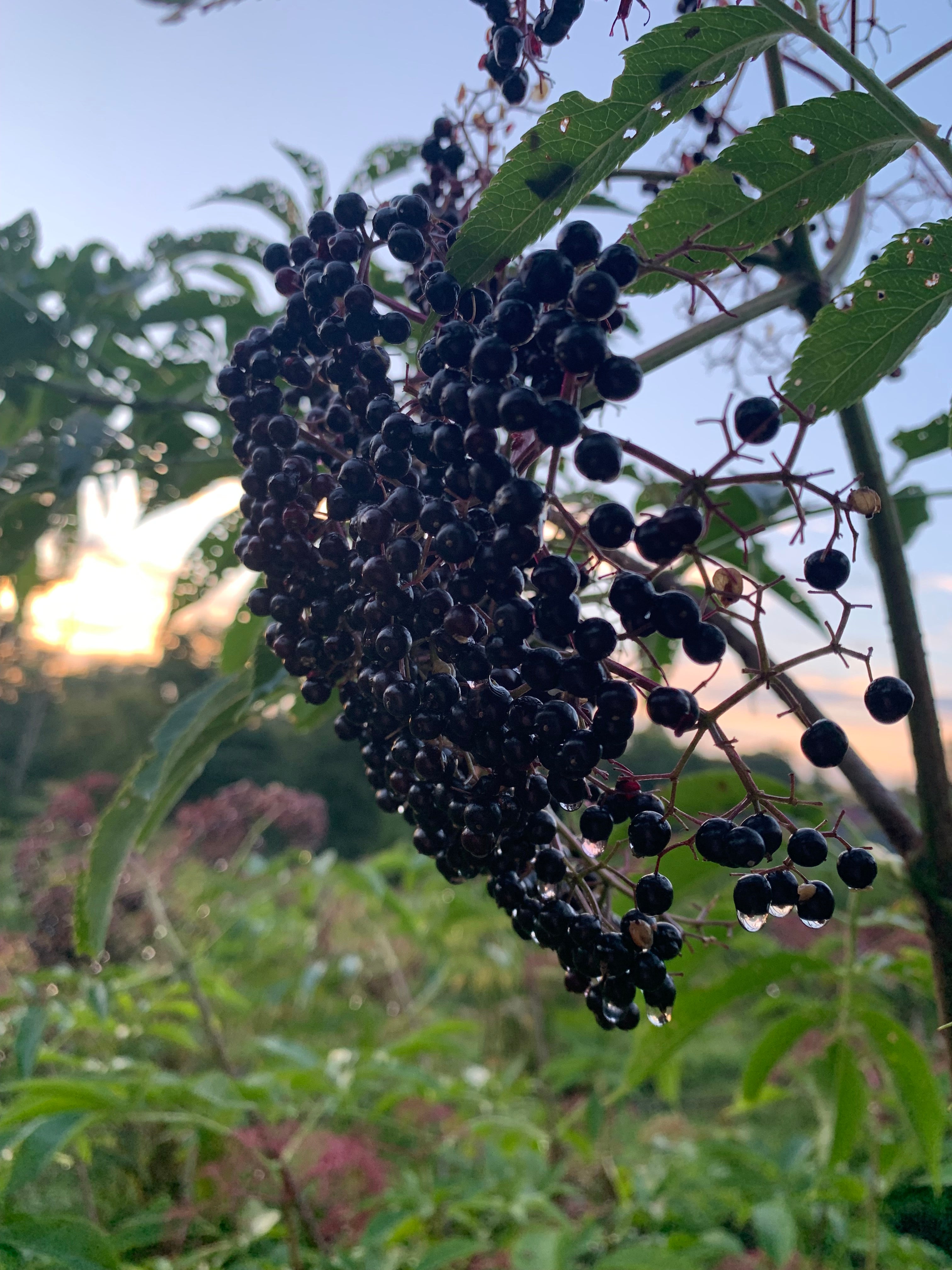 Elderberry Harvesting