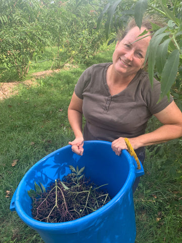 Elderberry Harvest 2025 