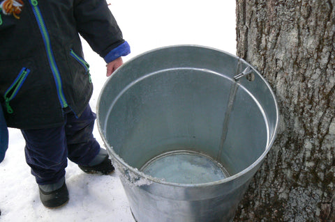 making maple syrup 