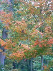 Fall Flavors to Savor