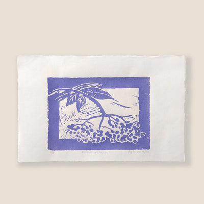 Elderberry Cluster Print